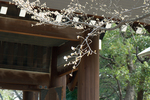 070321靖國神社D一応桜